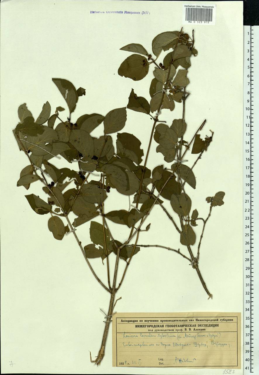 Lonicera xylosteum L., Eastern Europe, Volga-Kama region (E7) (Russia)