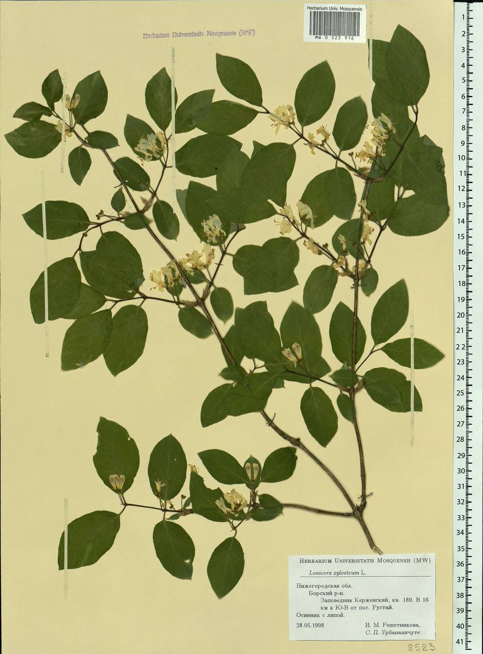 Lonicera xylosteum L., Eastern Europe, Volga-Kama region (E7) (Russia)