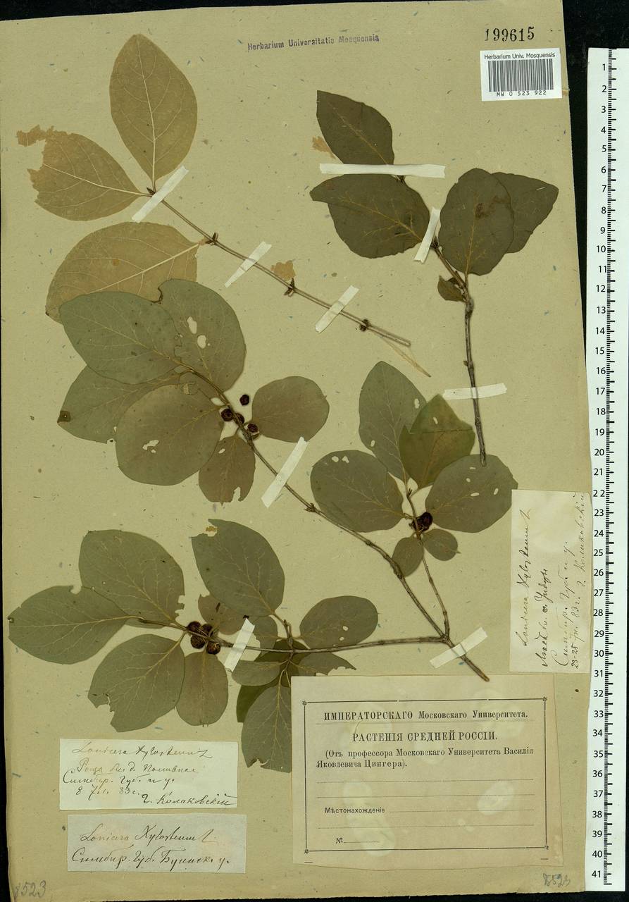 Lonicera xylosteum L., Eastern Europe, Middle Volga region (E8) (Russia)