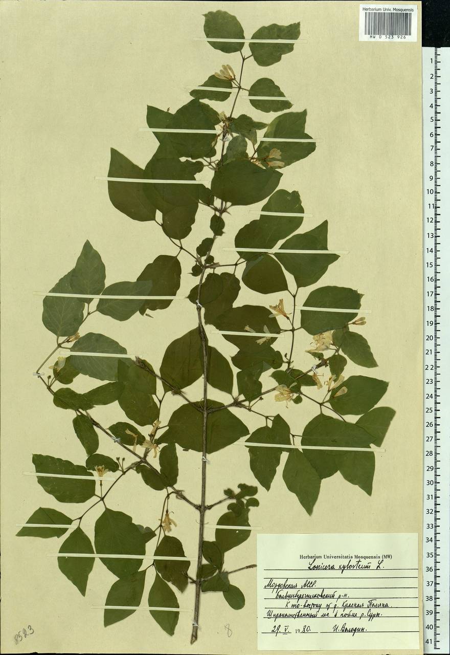 Lonicera xylosteum L., Eastern Europe, Middle Volga region (E8) (Russia)