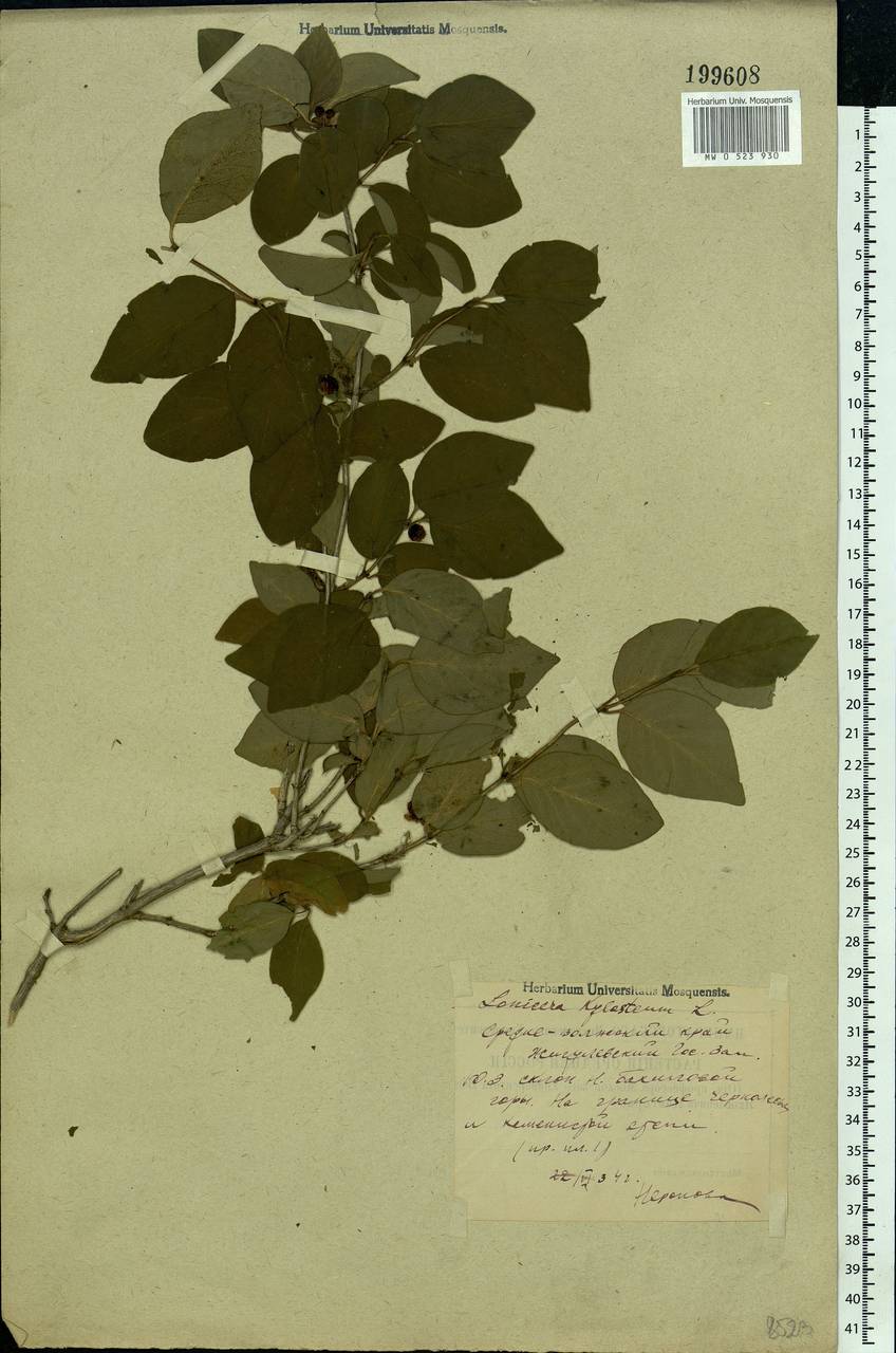 Lonicera xylosteum L., Eastern Europe, Middle Volga region (E8) (Russia)