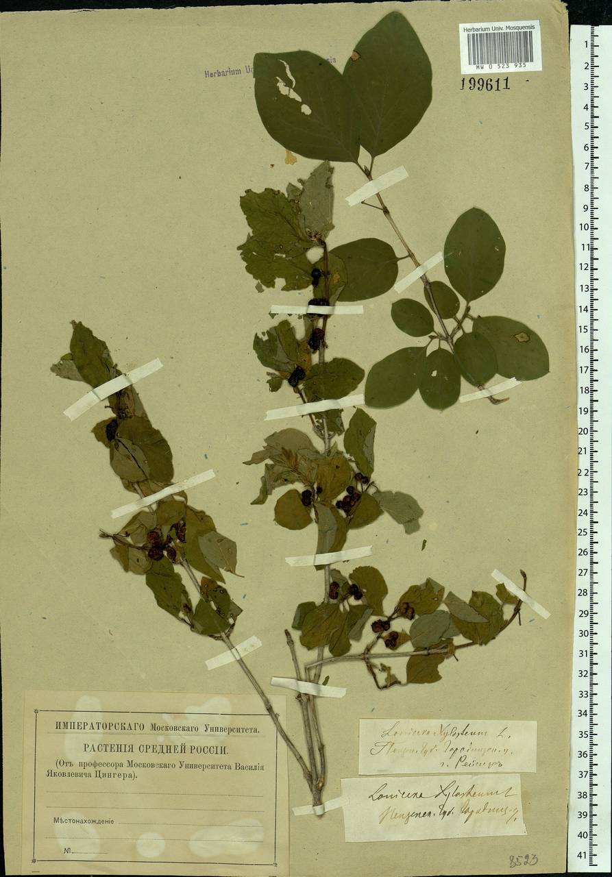 Lonicera xylosteum L., Eastern Europe, Middle Volga region (E8) (Russia)
