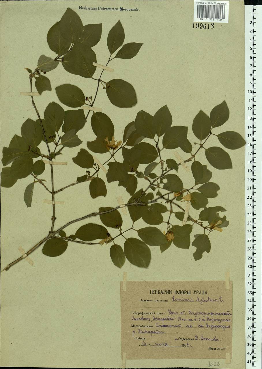 Lonicera xylosteum L., Eastern Europe, Eastern region (E10) (Russia)