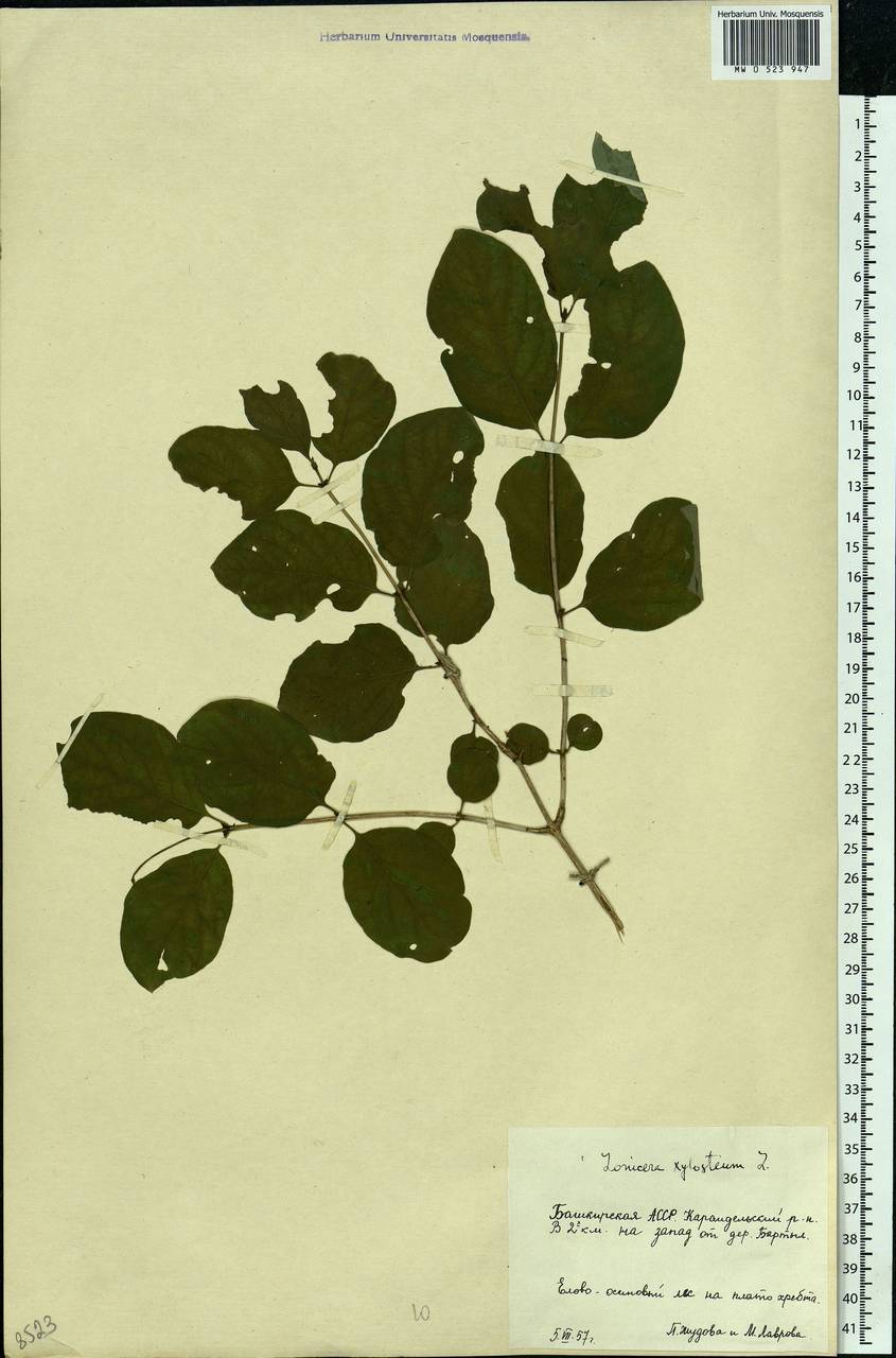Lonicera xylosteum L., Eastern Europe, Eastern region (E10) (Russia)