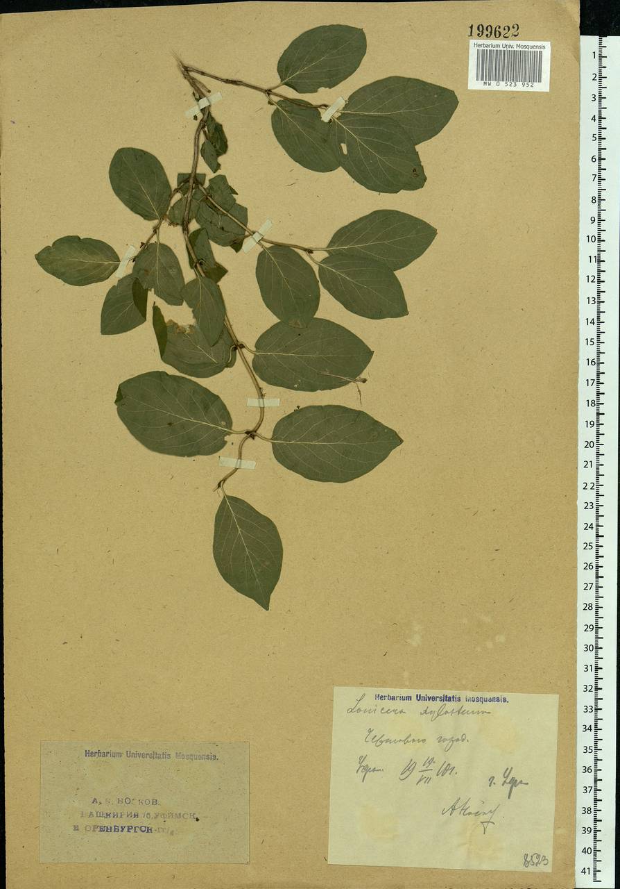 Lonicera xylosteum L., Eastern Europe, Eastern region (E10) (Russia)