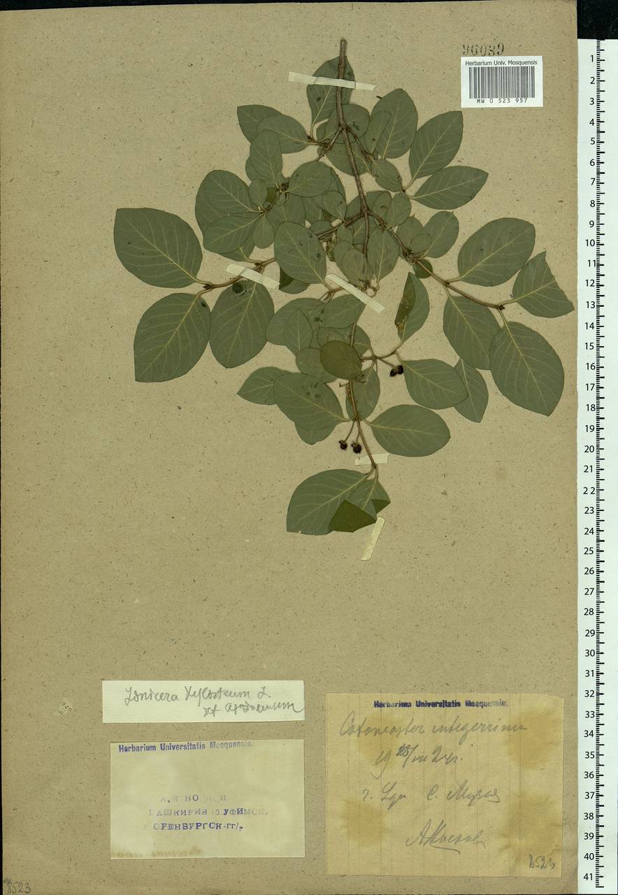 Lonicera xylosteum L., Eastern Europe, Eastern region (E10) (Russia)