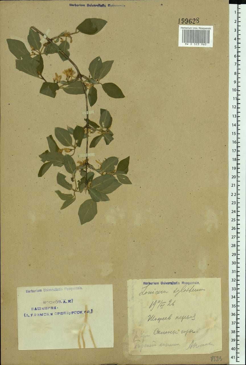 Lonicera xylosteum L., Eastern Europe, Eastern region (E10) (Russia)