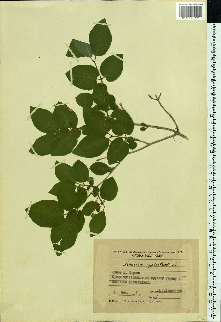 Lonicera xylosteum L., Eastern Europe, Moldova (E13a) (Moldova)