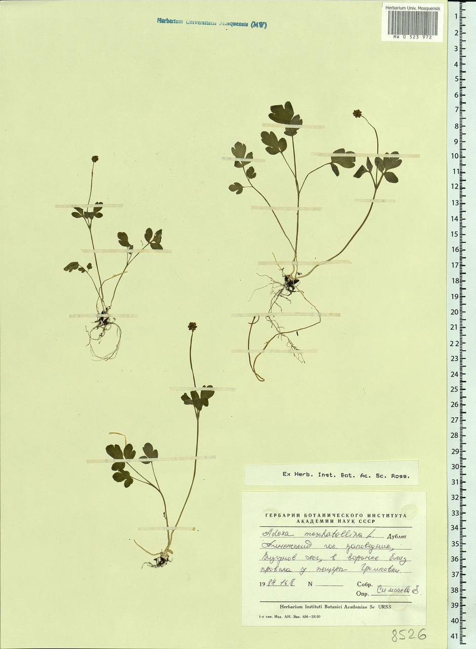 Adoxa moschatellina L., Eastern Europe, Northern region (E1) (Russia)