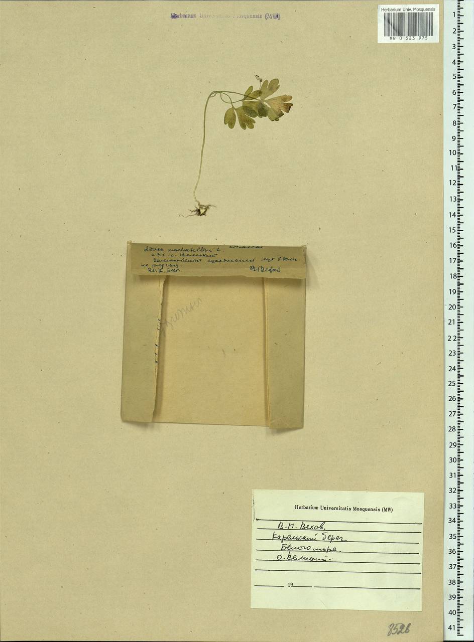 Adoxa moschatellina L., Eastern Europe, Northern region (E1) (Russia)