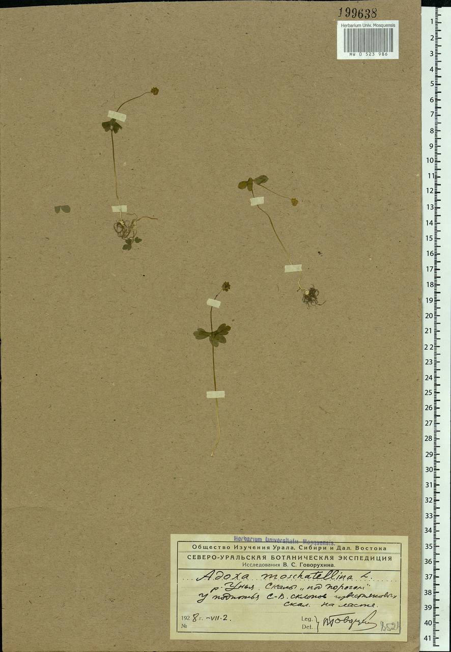 Adoxa moschatellina L., Eastern Europe, Northern region (E1) (Russia)