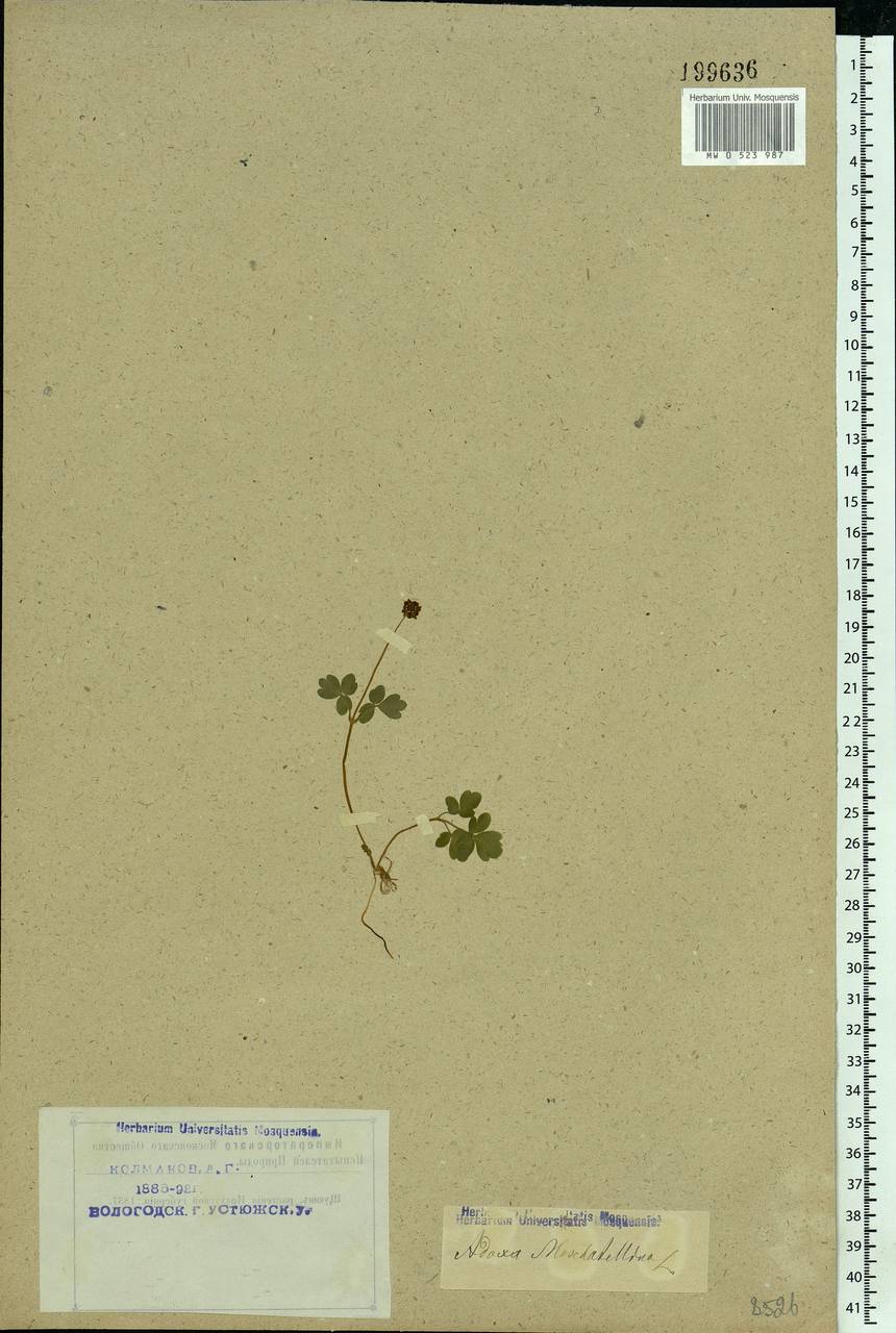 Adoxa moschatellina L., Eastern Europe, Northern region (E1) (Russia)