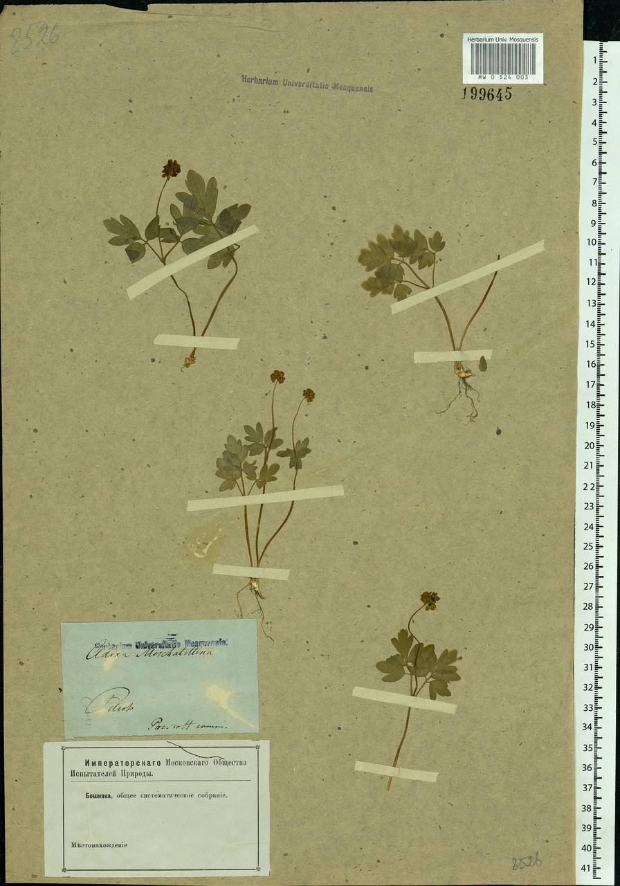 Adoxa moschatellina L., Eastern Europe, North-Western region (E2) (Russia)