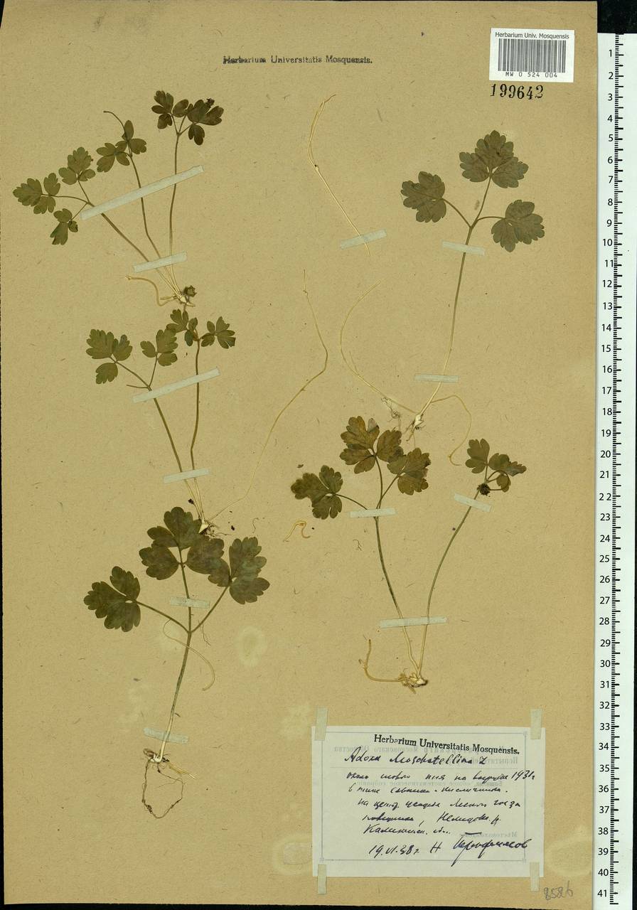 Adoxa moschatellina L., Eastern Europe, North-Western region (E2) (Russia)