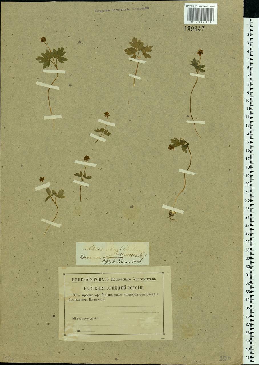 Adoxa moschatellina L., Eastern Europe, Western region (E3) (Russia)