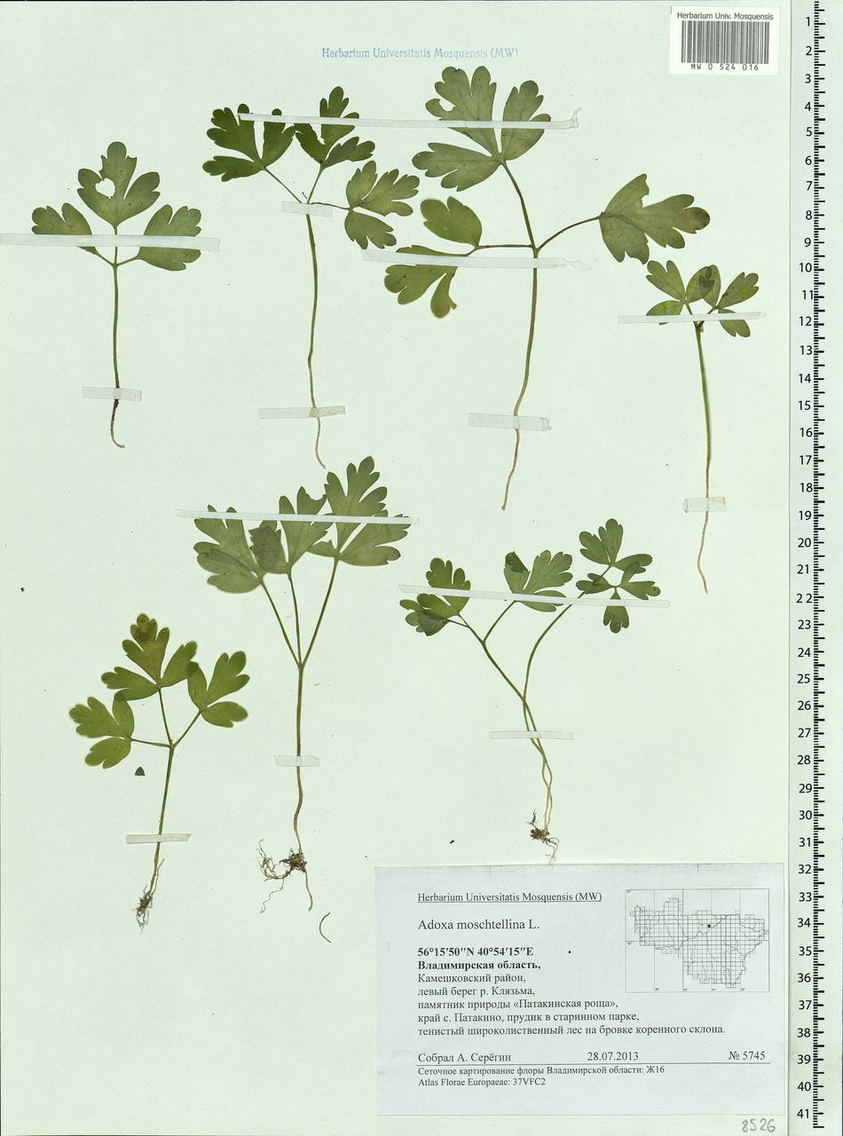 Adoxa moschatellina L., Eastern Europe, Central region (E4) (Russia)