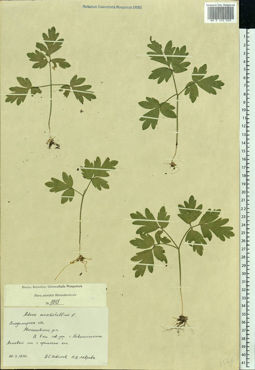 Adoxa moschatellina L., Eastern Europe, Central region (E4) (Russia)