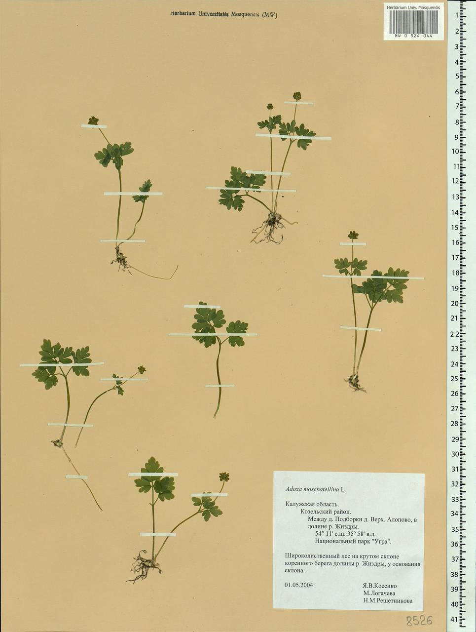 Adoxa moschatellina L., Eastern Europe, Central region (E4) (Russia)