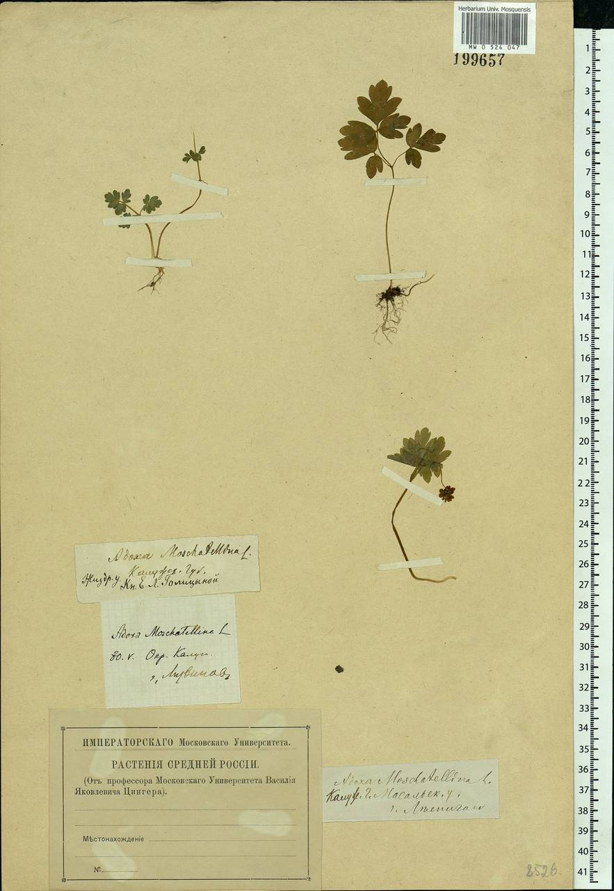 Adoxa moschatellina L., Eastern Europe, Central region (E4) (Russia)