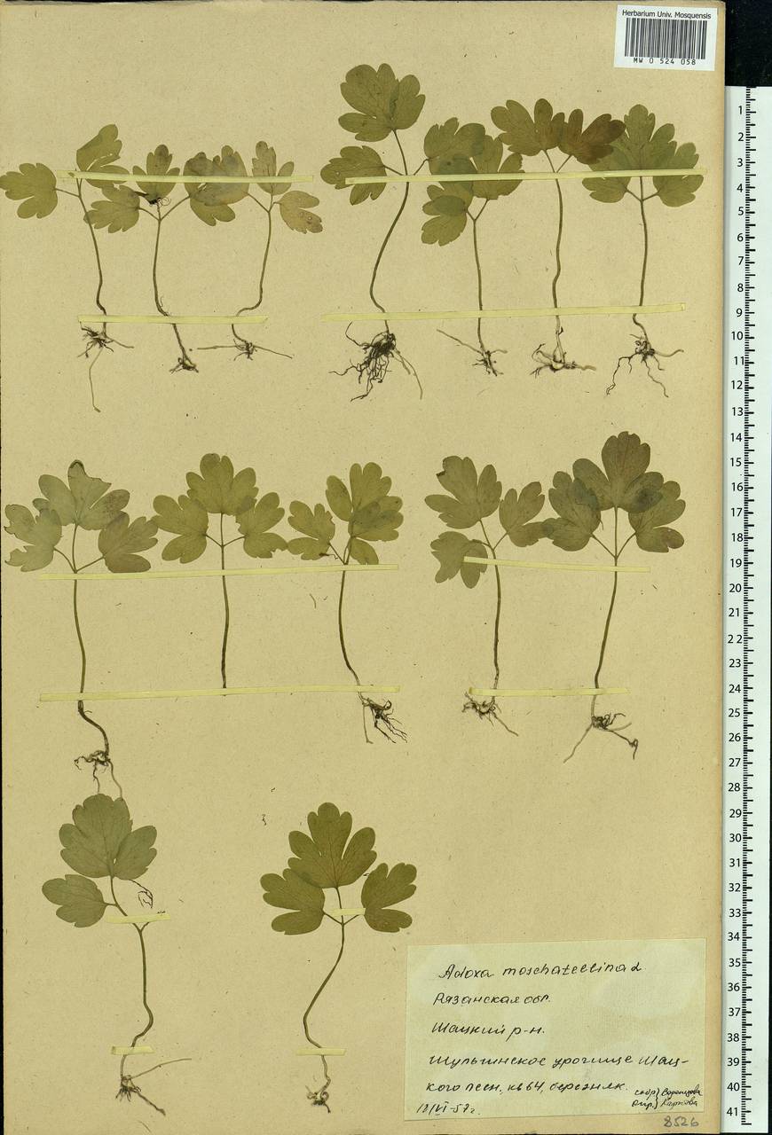 Adoxa moschatellina L., Eastern Europe, Central region (E4) (Russia)