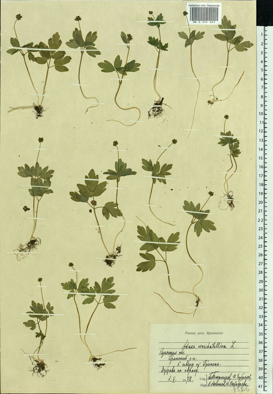 Adoxa moschatellina L., Eastern Europe, Central region (E4) (Russia)
