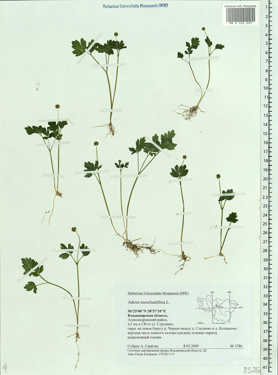 Adoxa moschatellina L., Eastern Europe, Central region (E4) (Russia)