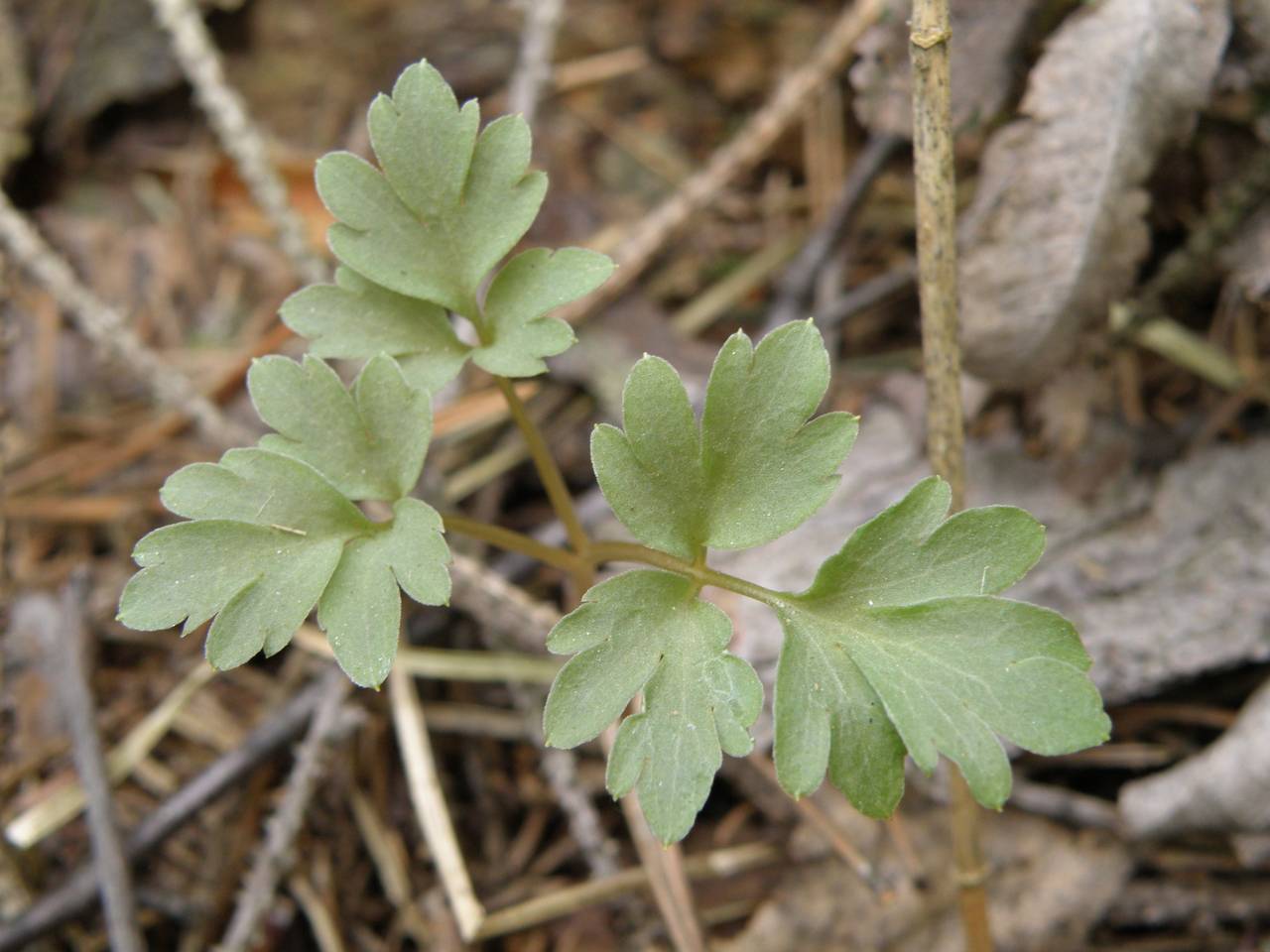 Adoxa moschatellina L., Eastern Europe, Central region (E4) (Russia)