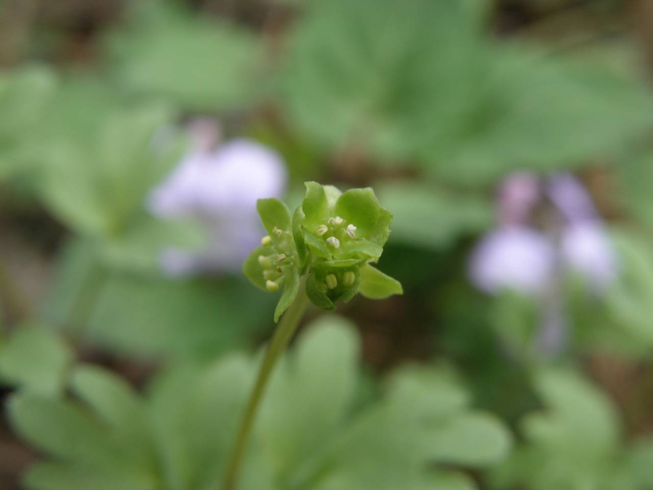 Adoxa moschatellina L., Eastern Europe, Central region (E4) (Russia)