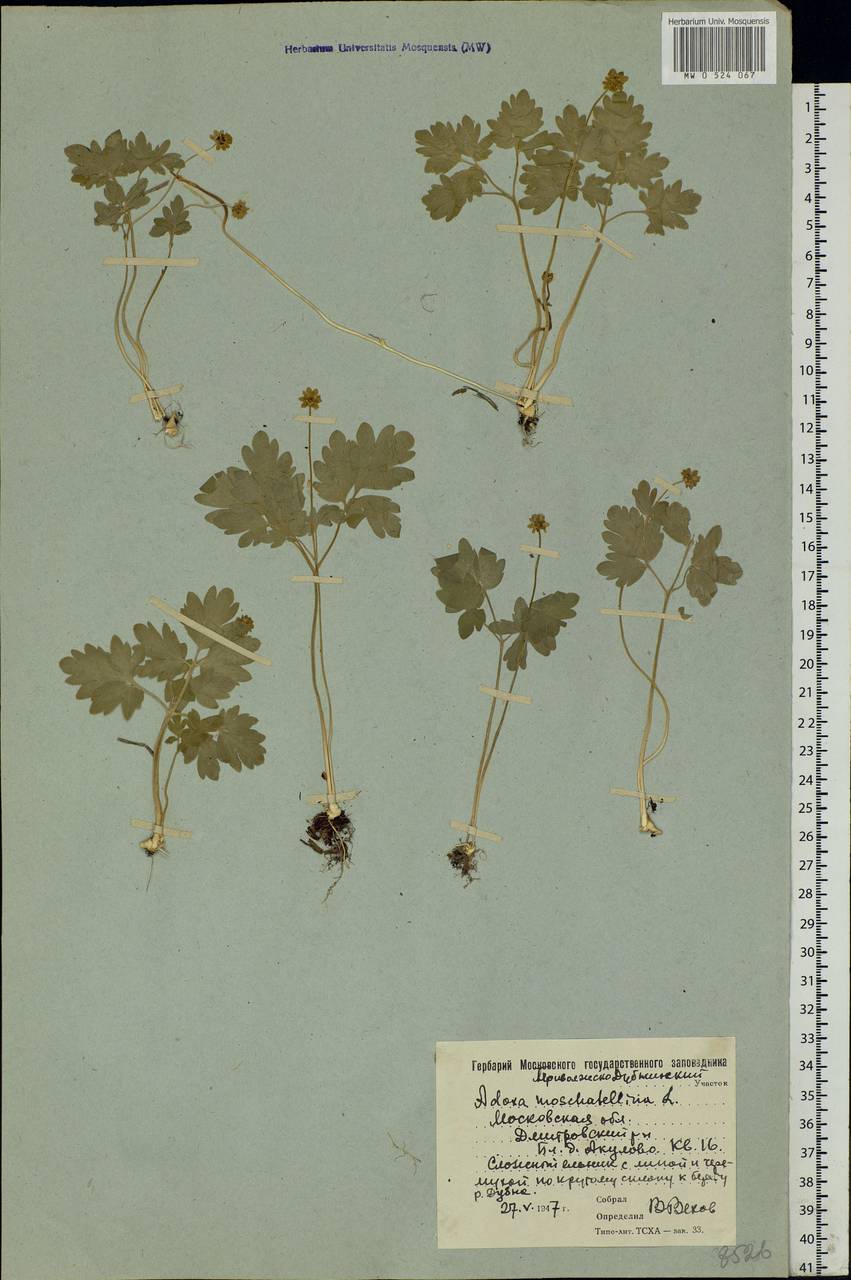 Adoxa moschatellina L., Eastern Europe, Moscow region (E4a) (Russia)