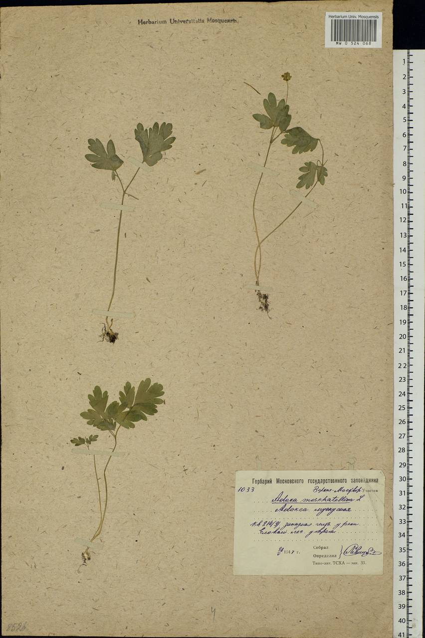 Adoxa moschatellina L., Eastern Europe, Moscow region (E4a) (Russia)