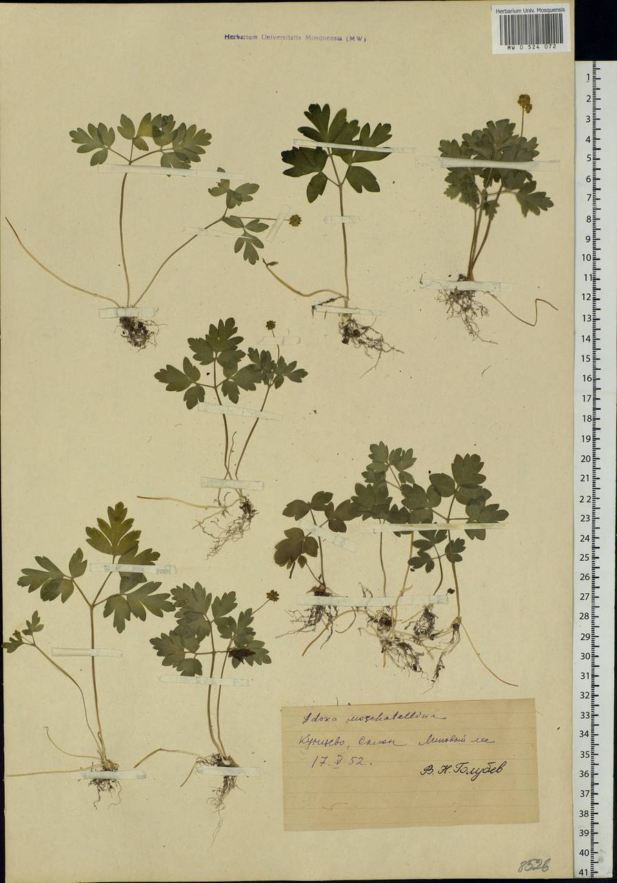 Adoxa moschatellina L., Eastern Europe, Moscow region (E4a) (Russia)