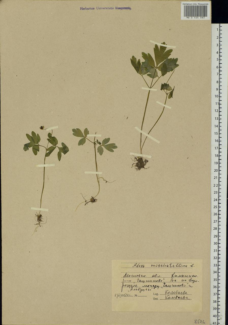 Adoxa moschatellina L., Eastern Europe, Moscow region (E4a) (Russia)