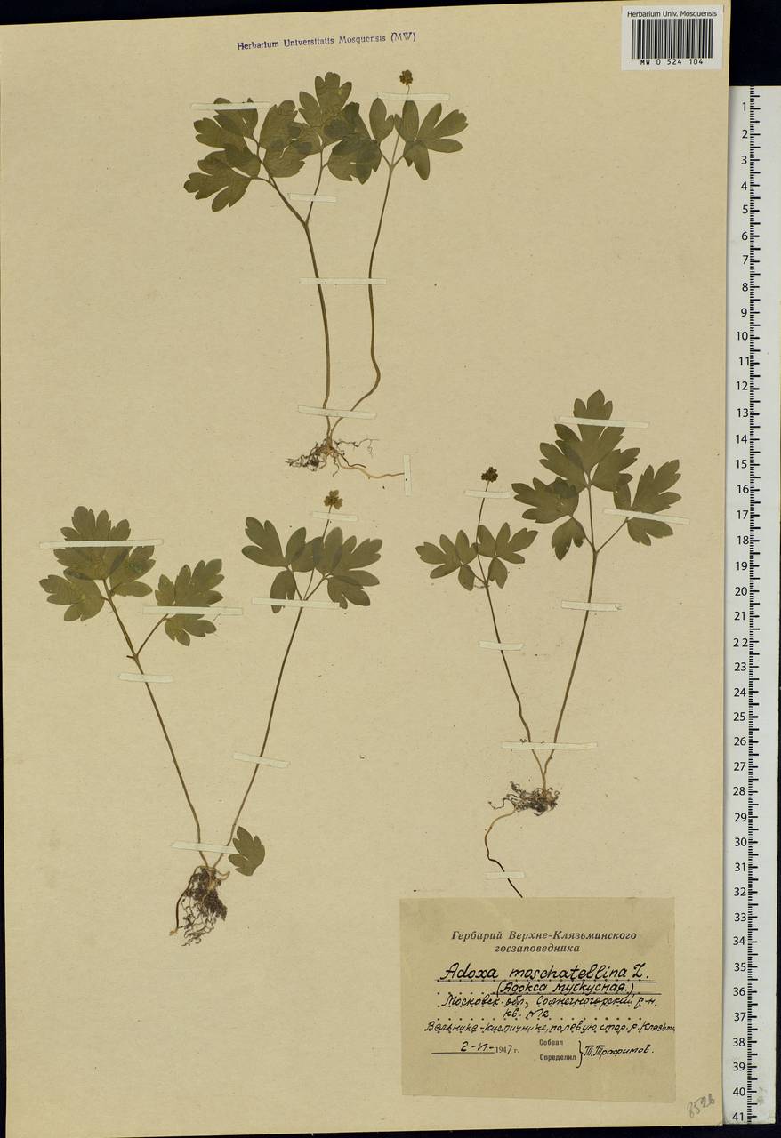 Adoxa moschatellina L., Eastern Europe, Moscow region (E4a) (Russia)