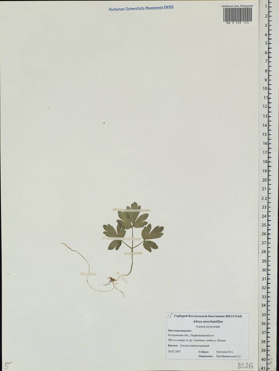 Adoxa moschatellina L., Eastern Europe, Central forest region (E5) (Russia)