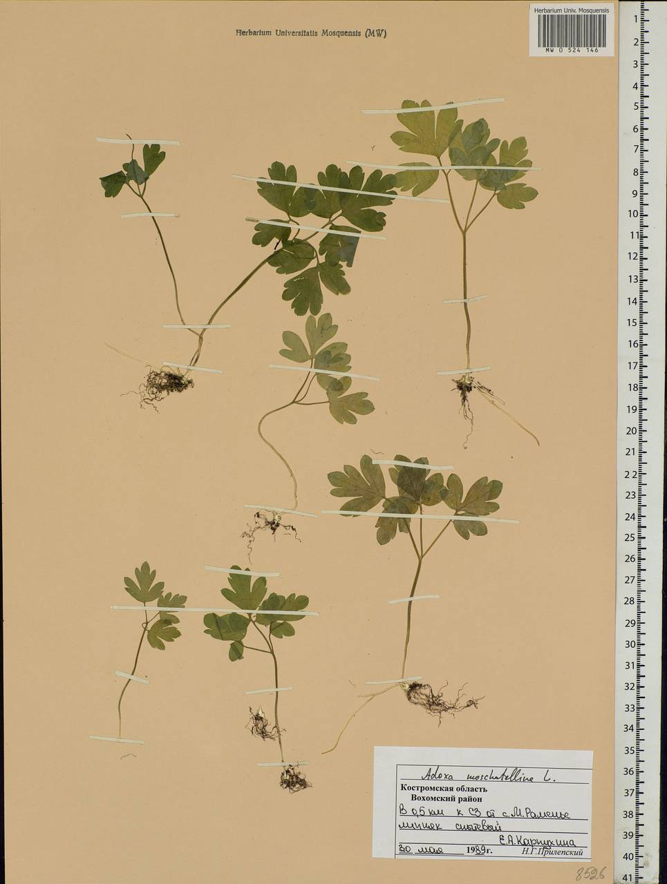 Adoxa moschatellina L., Eastern Europe, Central forest region (E5) (Russia)