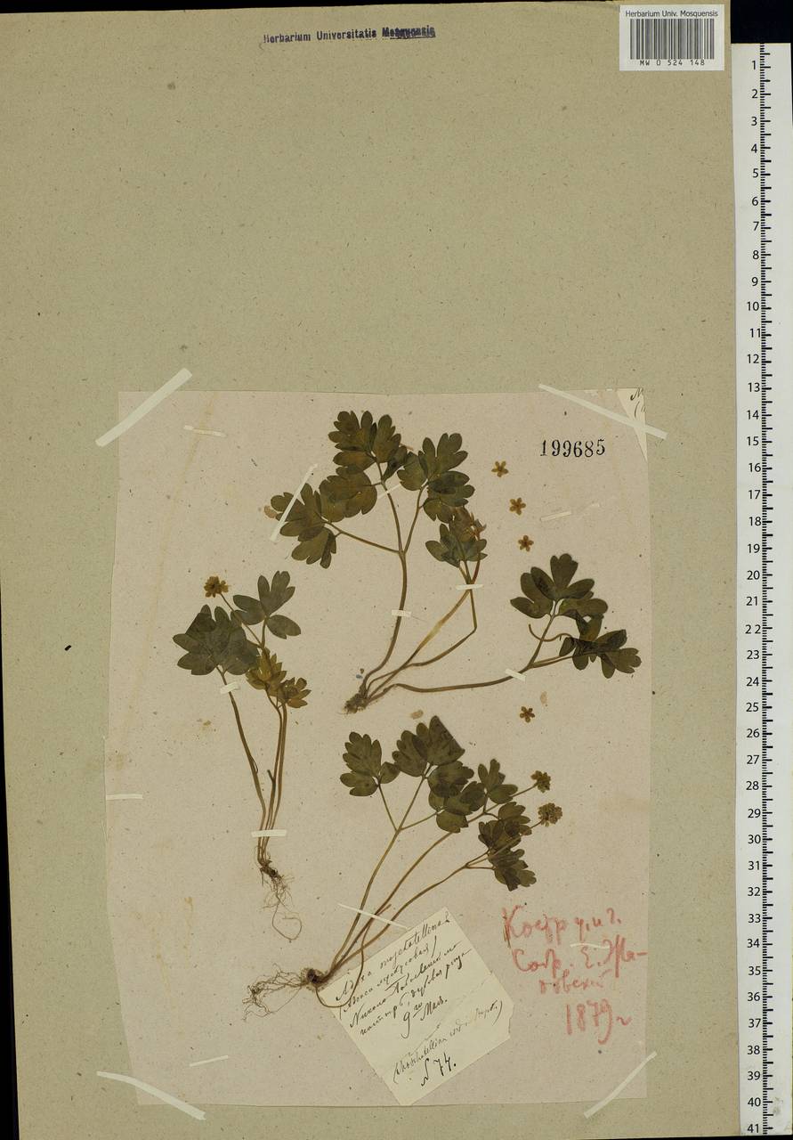 Adoxa moschatellina L., Eastern Europe, Central forest region (E5) (Russia)