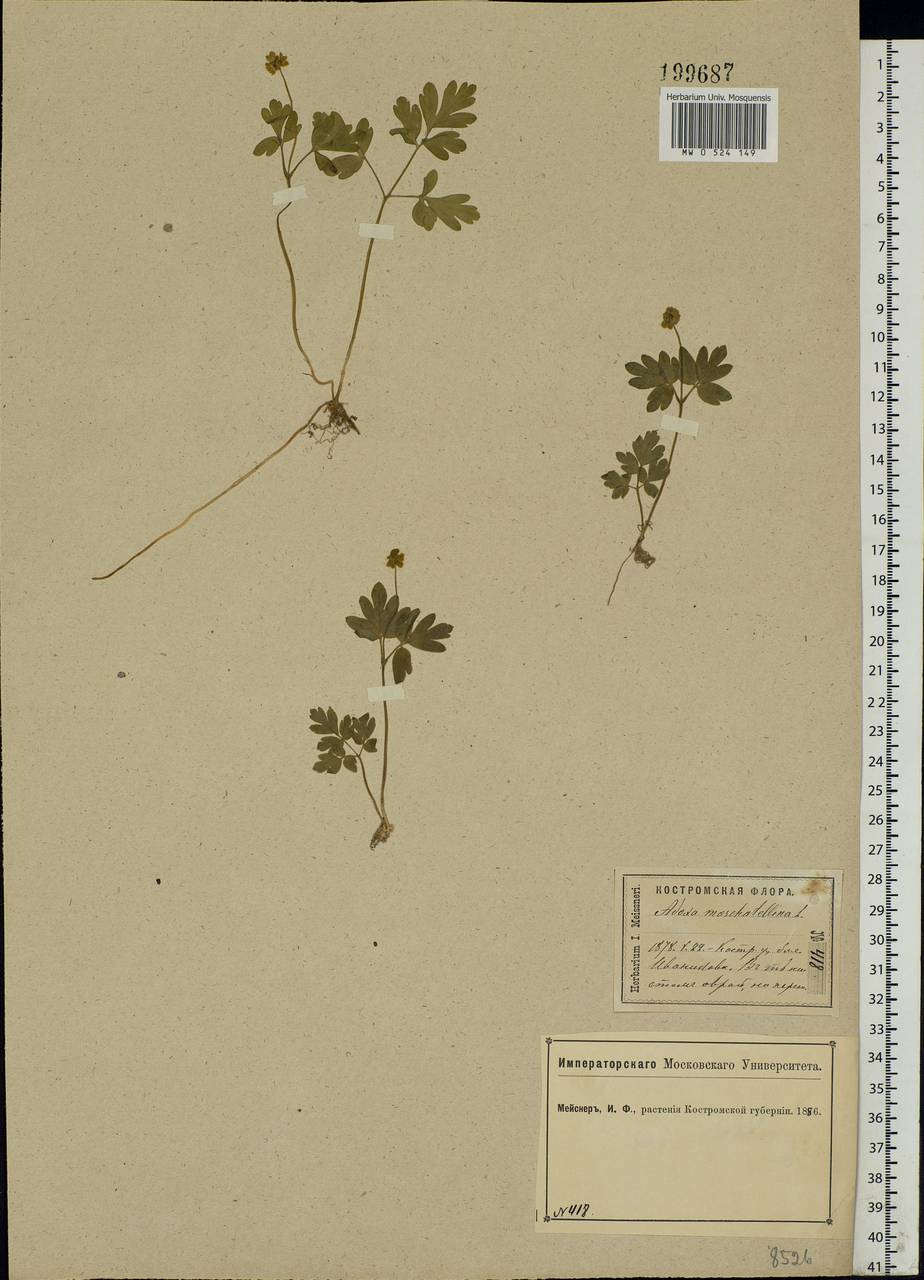 Adoxa moschatellina L., Eastern Europe, Central forest region (E5) (Russia)