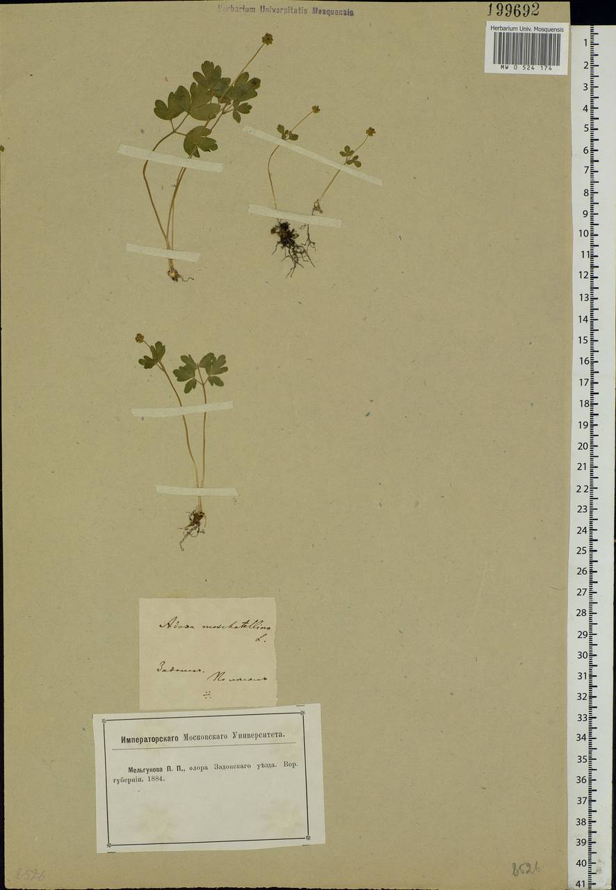 Adoxa moschatellina L., Eastern Europe, Central forest-and-steppe region (E6) (Russia)