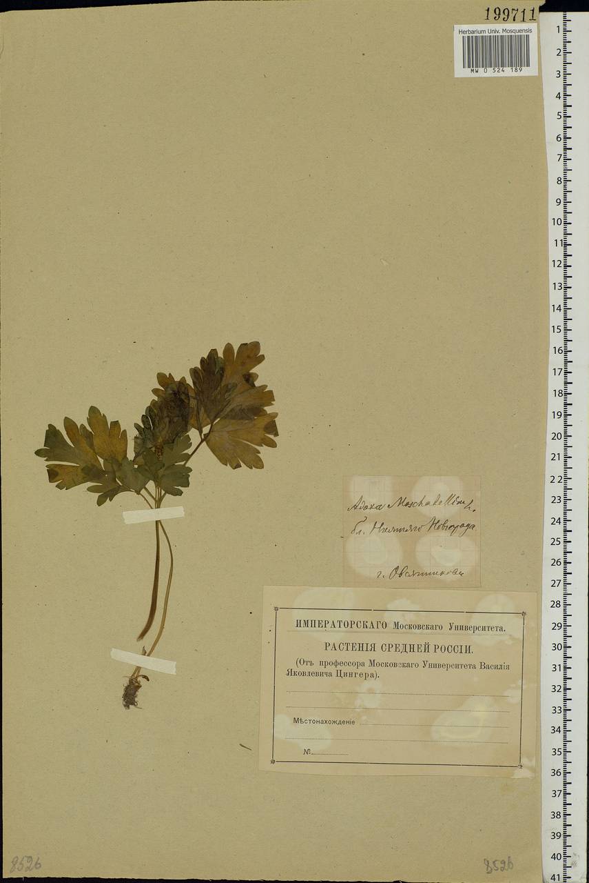 Adoxa moschatellina L., Eastern Europe, Volga-Kama region (E7) (Russia)