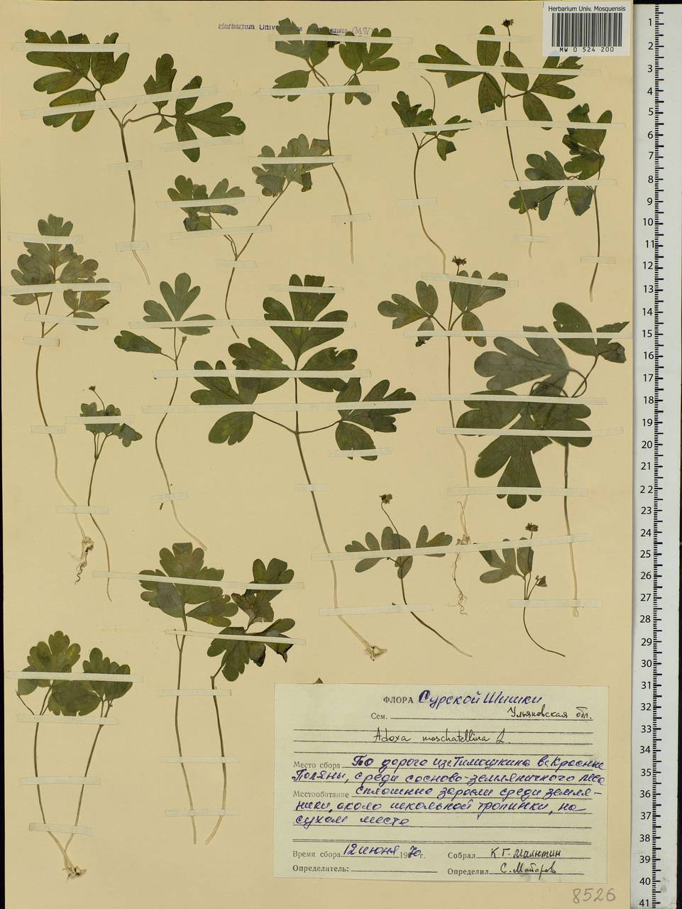 Adoxa moschatellina L., Eastern Europe, Middle Volga region (E8) (Russia)