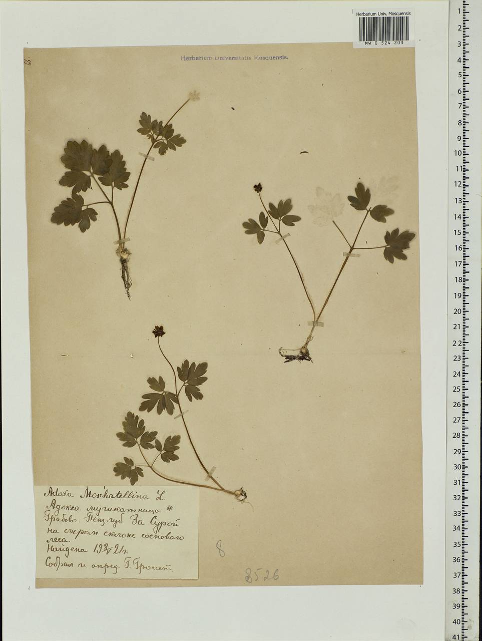 Adoxa moschatellina L., Eastern Europe, Middle Volga region (E8) (Russia)