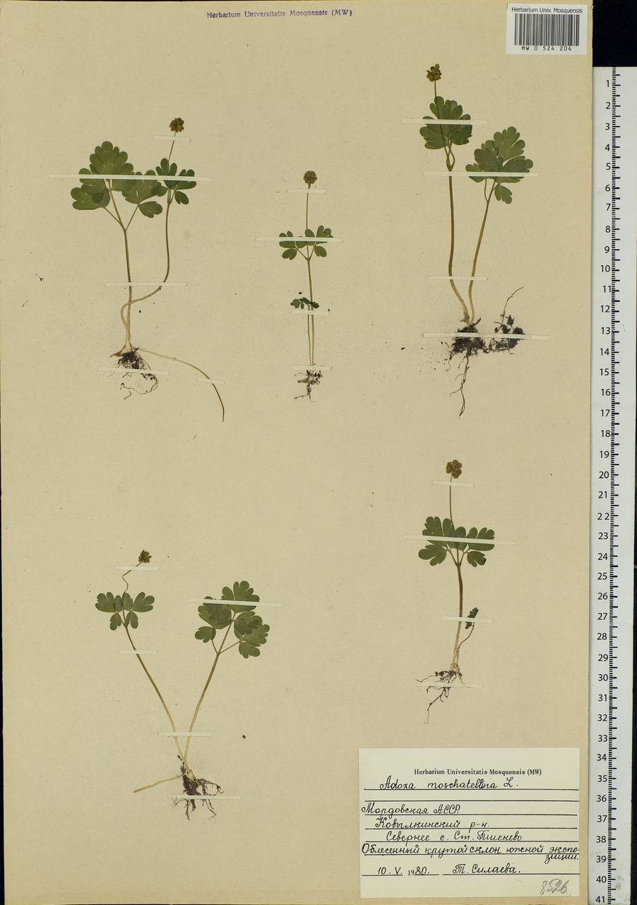 Adoxa moschatellina L., Eastern Europe, Middle Volga region (E8) (Russia)