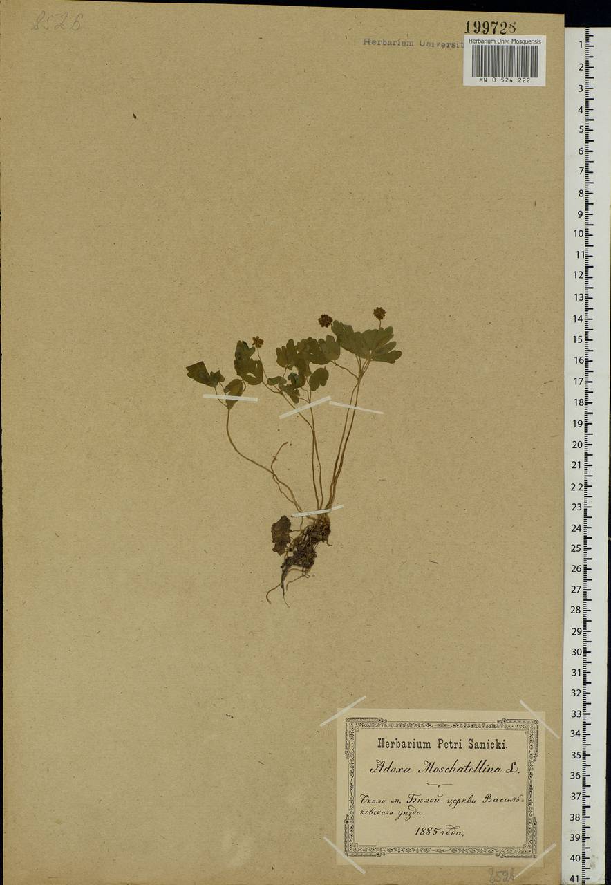 Adoxa moschatellina L., Eastern Europe, North Ukrainian region (E11) (Ukraine)
