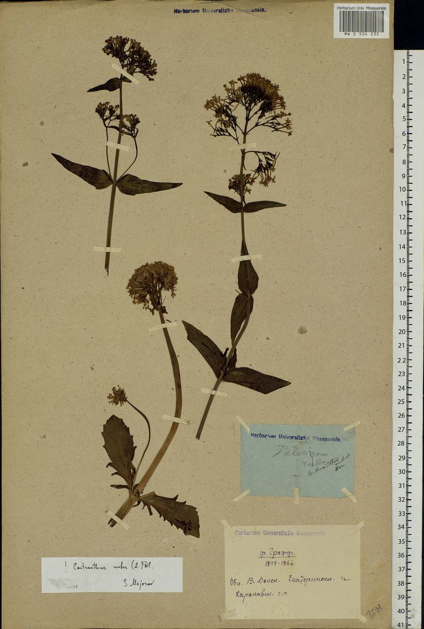 Centranthus ruber (L.) DC., Eastern Europe, North Ukrainian region (E11) (Ukraine)