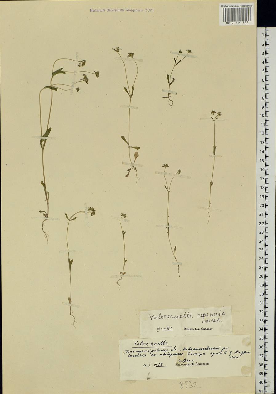 Valerianella carinata Loisel., Eastern Europe, South Ukrainian region (E12) (Ukraine)