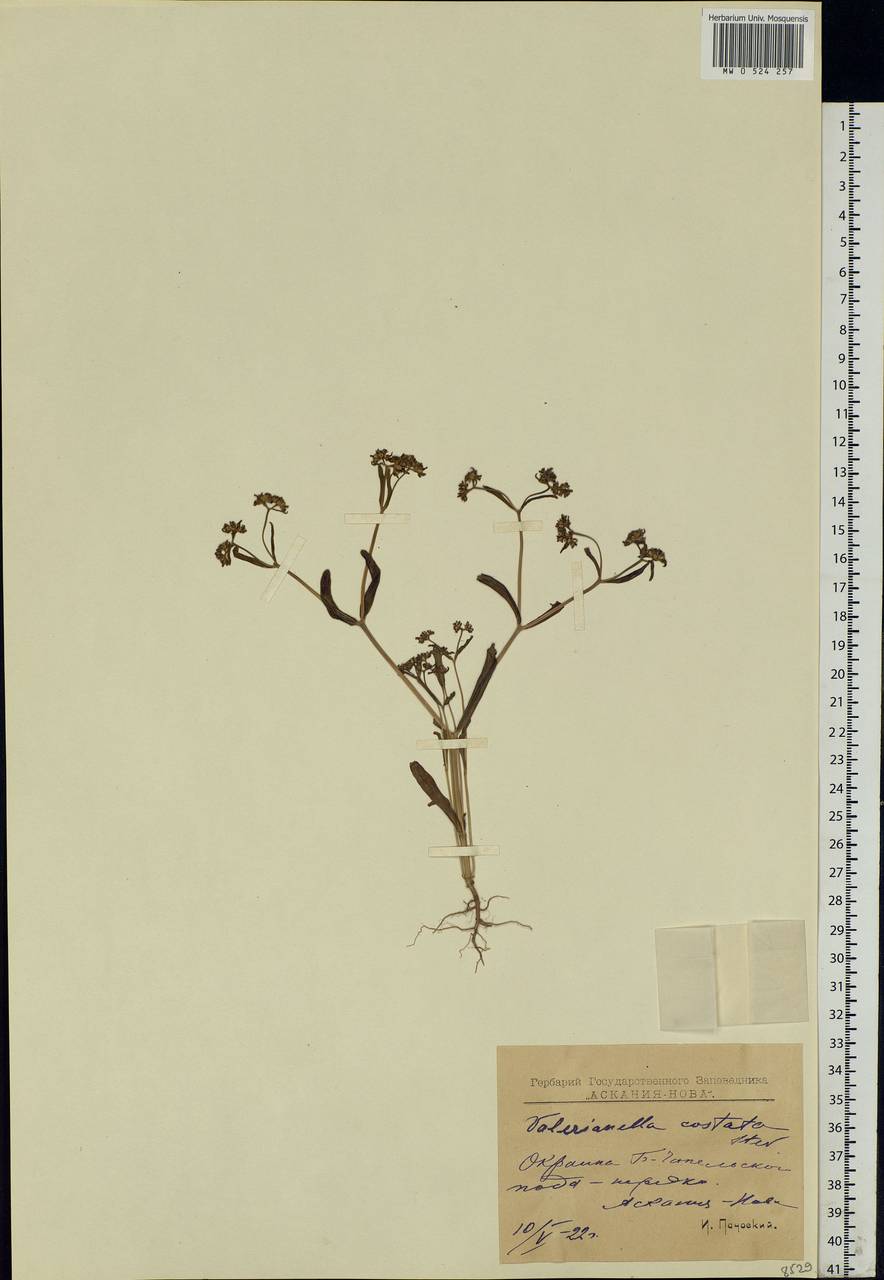 Valerianella costata (Stev.) Betcke, Eastern Europe, South Ukrainian region (E12) (Ukraine)