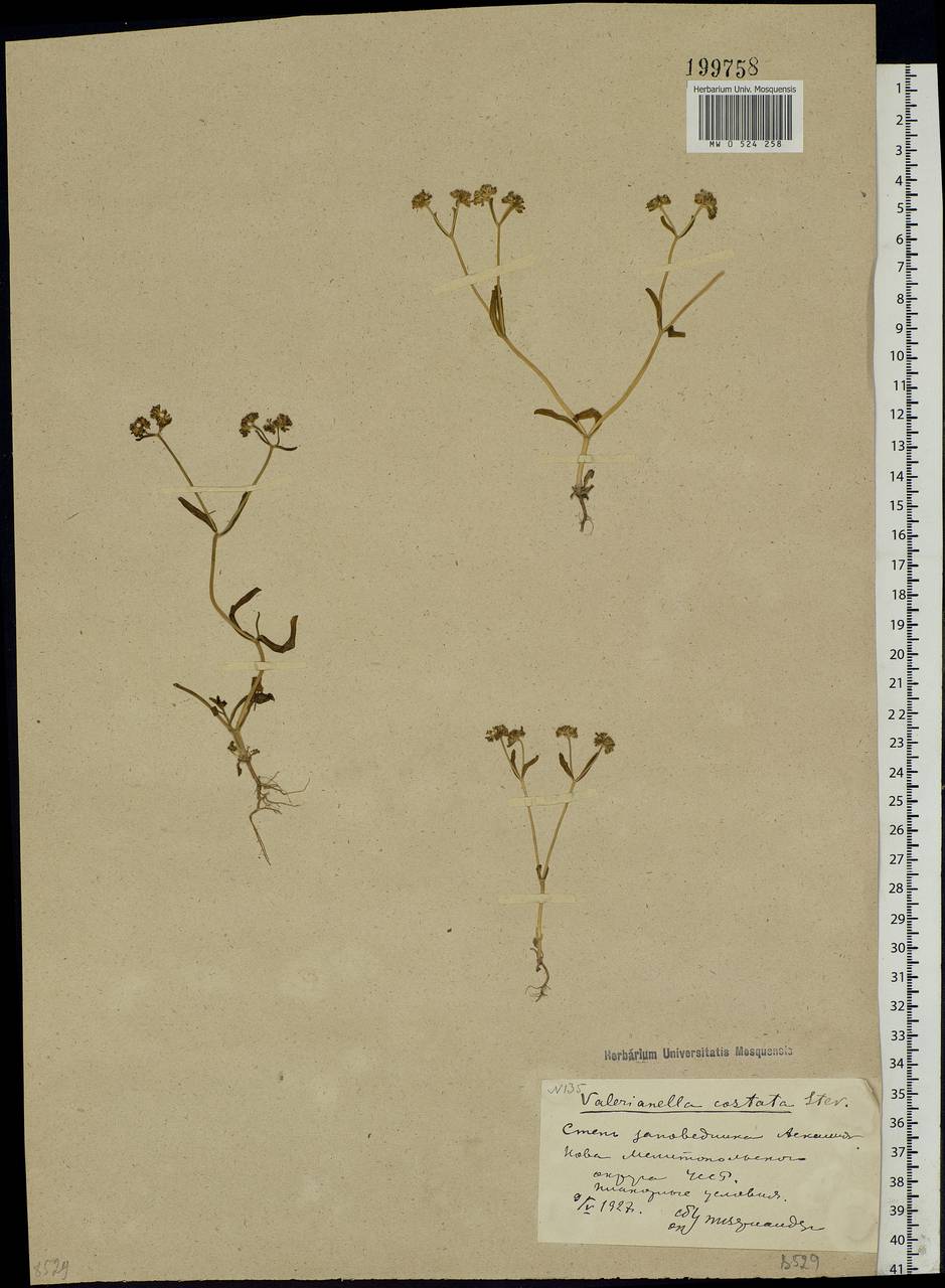 Valerianella costata (Steven) Betcke, Eastern Europe, South Ukrainian region (E12) (Ukraine)