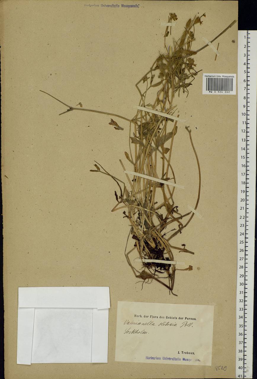 Valerianella locusta (L.) Laterr., Eastern Europe, Estonia (E2c) (Estonia)