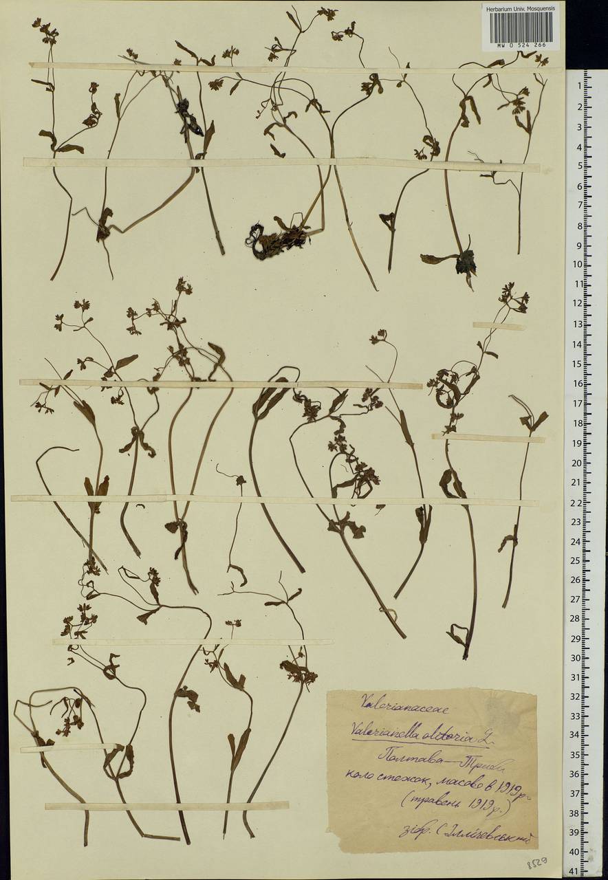 Valerianella locusta (L.) Laterr., Eastern Europe, North Ukrainian region (E11) (Ukraine)