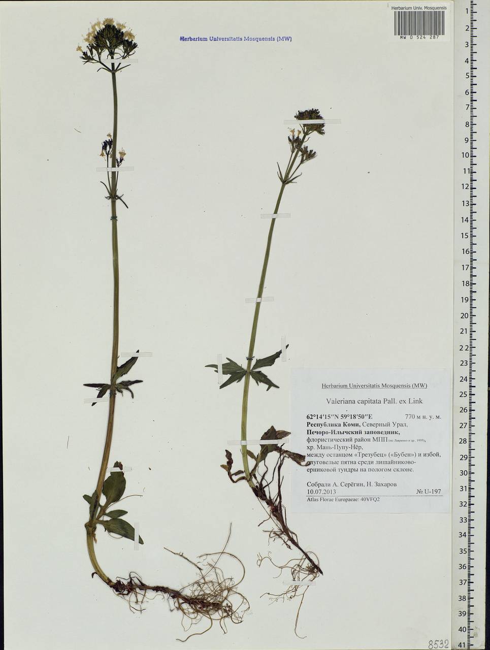 Valeriana capitata Link, Eastern Europe, Northern region (E1) (Russia)